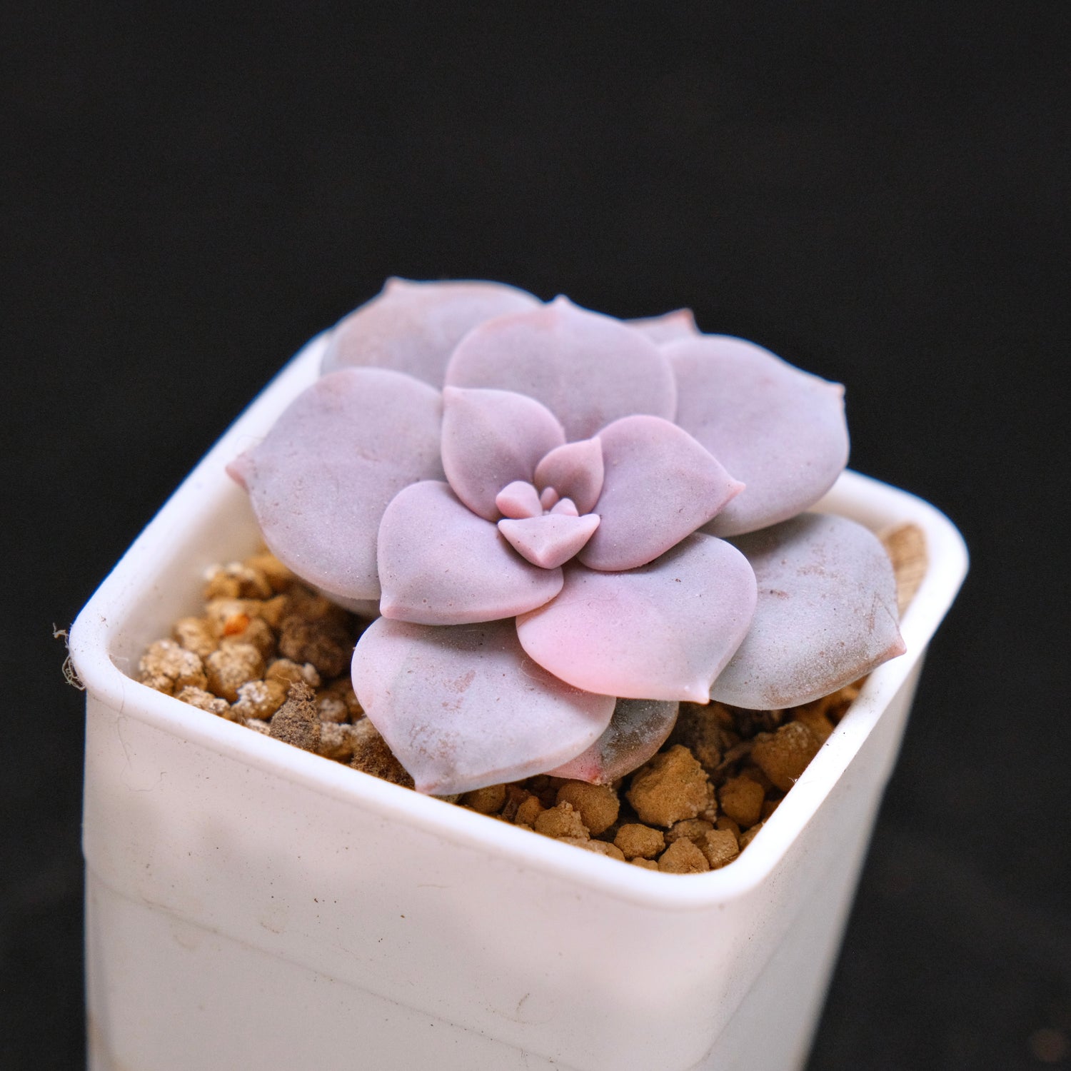 Graptopetalum Superbum Korean Succulent Plant lightly variegated