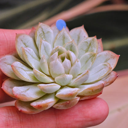 Echeveria Ode to Star Korean Succulent Plant *New*