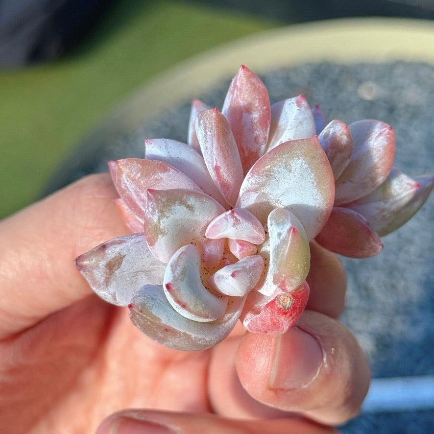 Echeveria Trumso Succulent Plant G