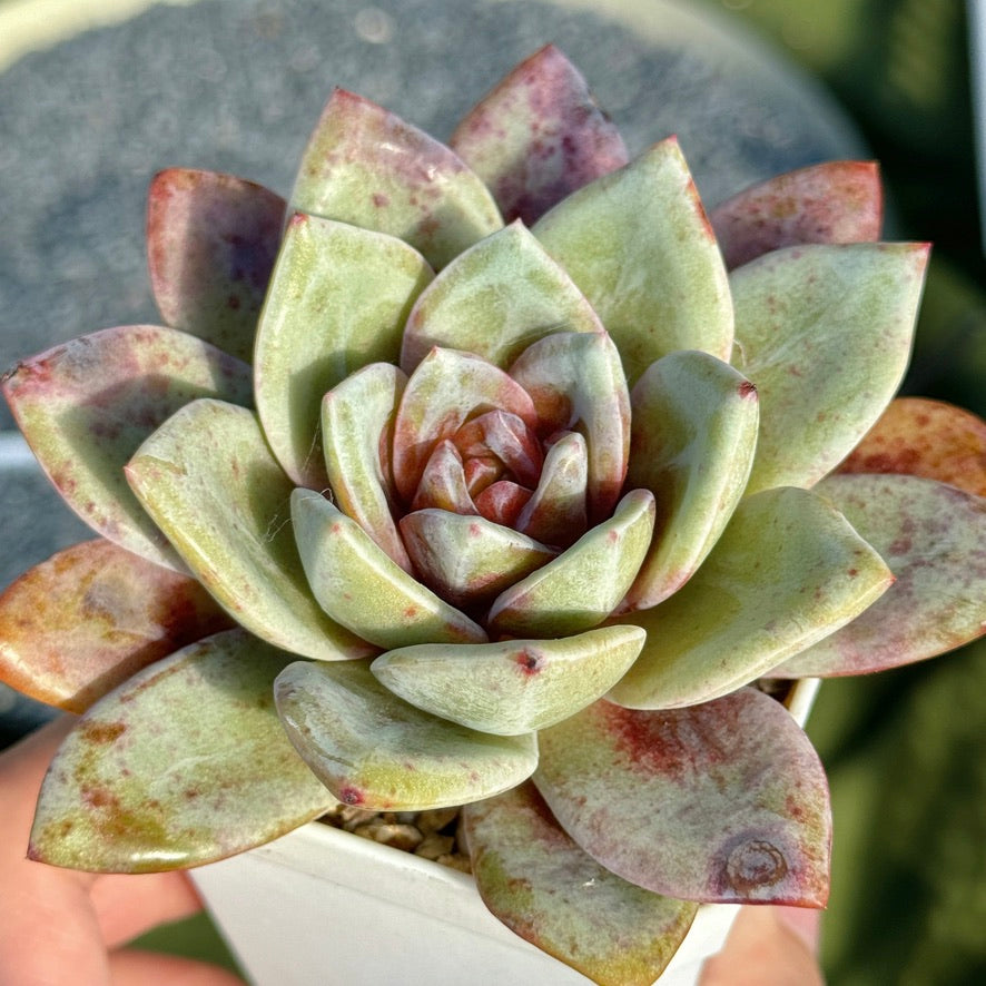 Big Echeveria German Champagne Korean Succulent Plant