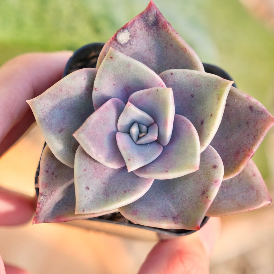 Graptoveria Albert Baynes Korean Succulent Plant