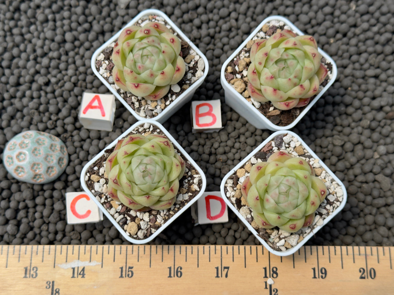 Echeveria Cola Jelly Imported Succulent Plant