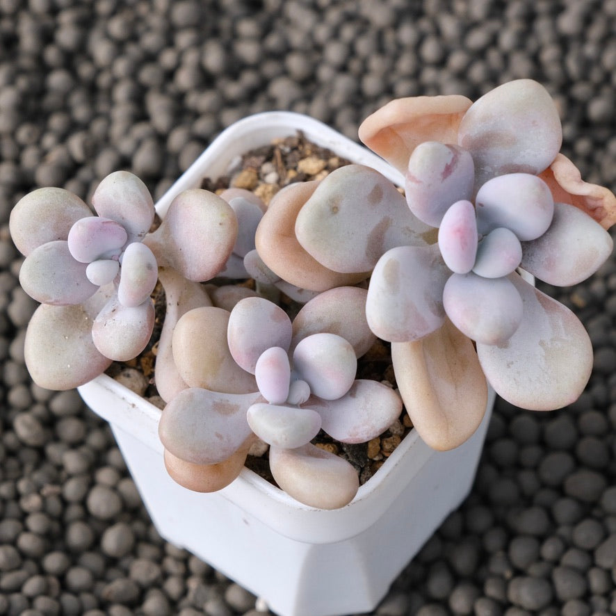 Graptopetalum amethystinum Korean Succulent Plant