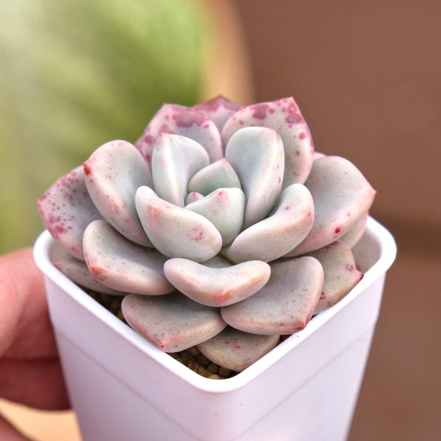 Graptoveria Pink Rosa Korean Succulent Plant Hwaga hybrid