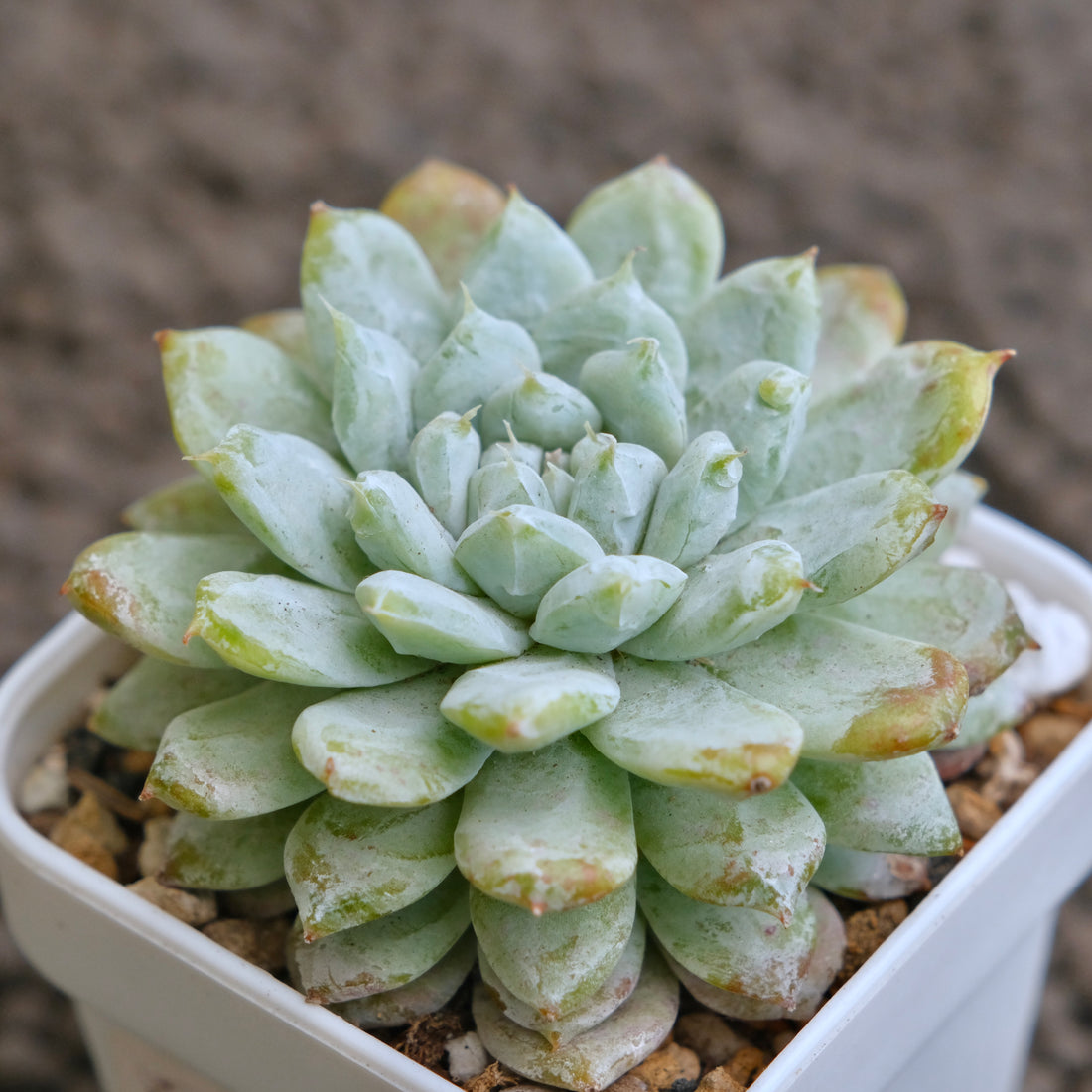 Echeveria Snow Peak Korean Succulent Plant - D