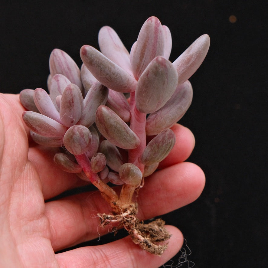 Variegated Pachysedum Ganzhou Korean Succulent Plant