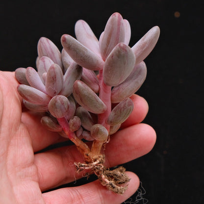 Variegated Pachysedum Ganzhou Korean Succulent Plant