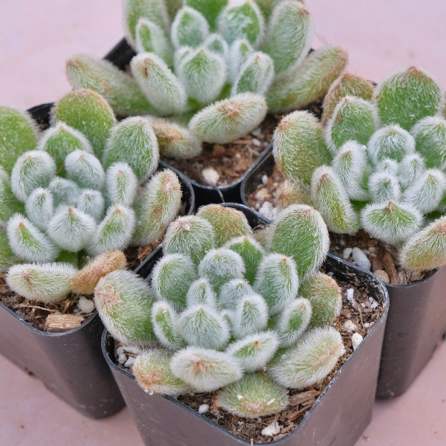 Echeveria Doris Taylor Succulent Plant