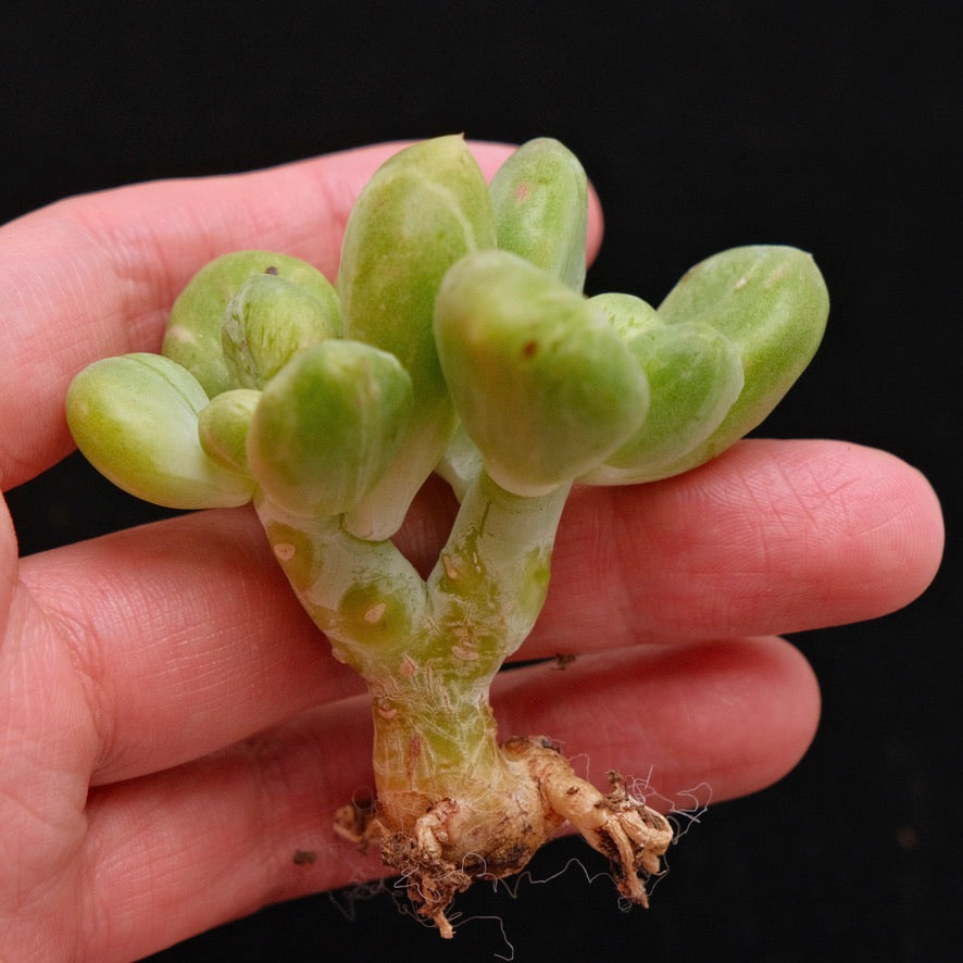 Monstrose Pachyphytum fittkaui Korean Succulent Plant