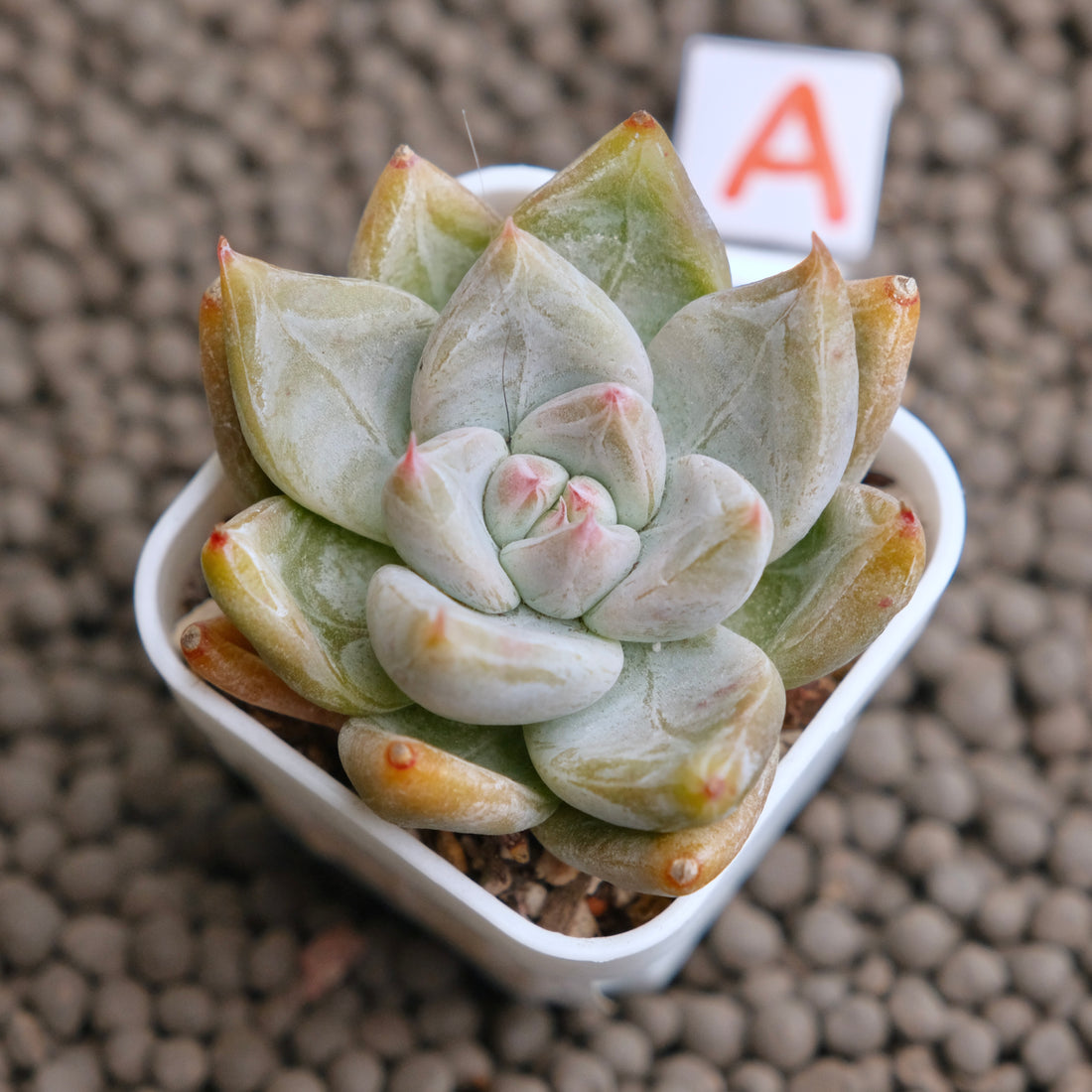 Echeveria Toli x Tapalpa Korean Succulent Plant - A