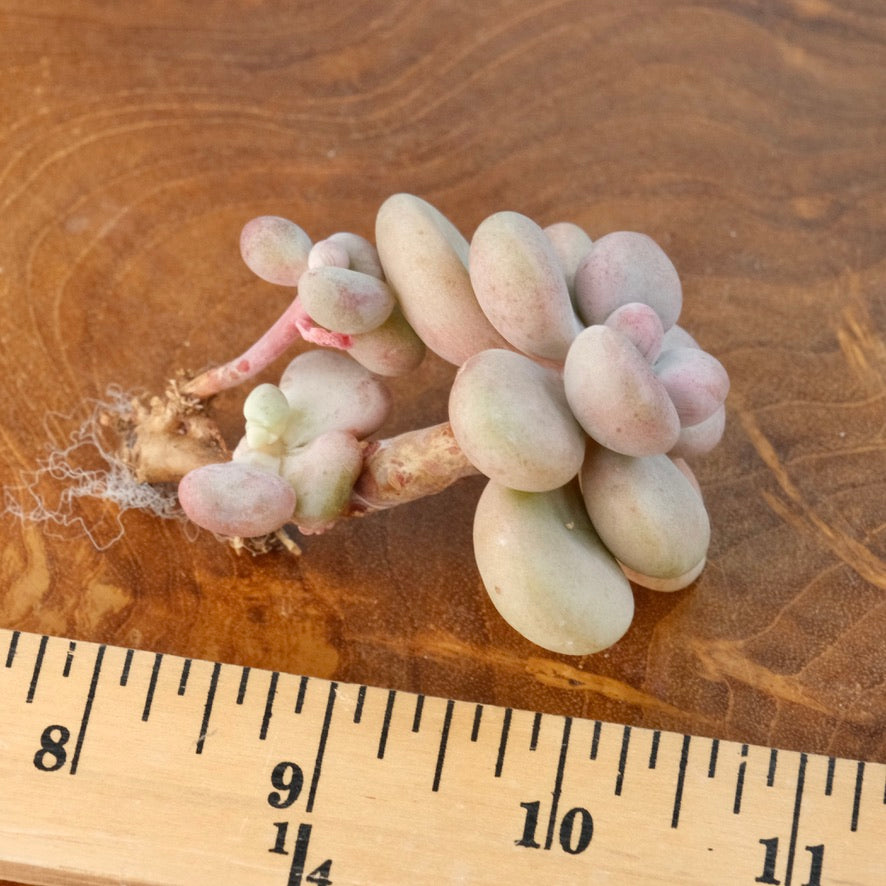 Graptoveria White Americano Korean Succulent Plant