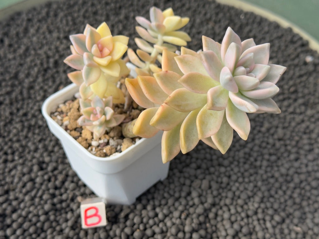 Variegated Graptosedum Ghosty Imported Succulent Plant