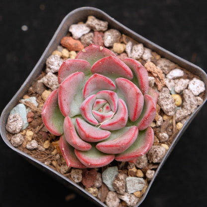 Graptoveria Aaron Korean Succulent Plant Changhee Hybrid