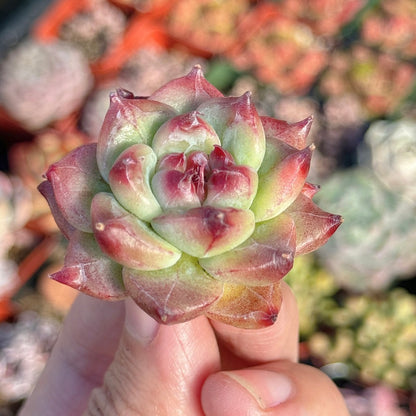 Echeveria Betelgeuse Succulent Plant *New*