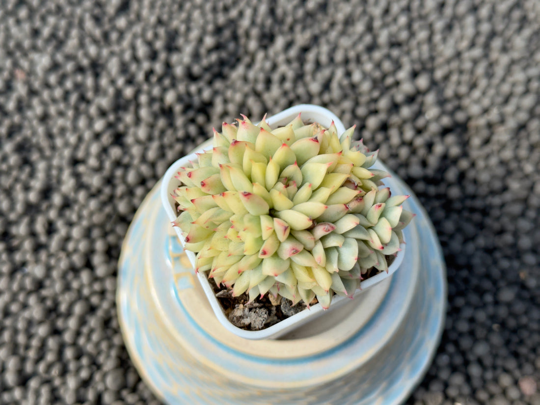 Variegated Echeveria Mebina Imported Succulent Plant