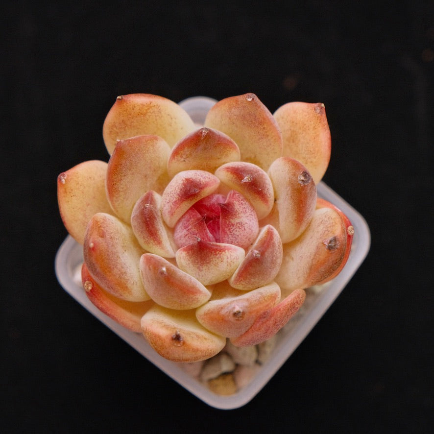 Echeveria Sinji Korean Succulent Plant *New*