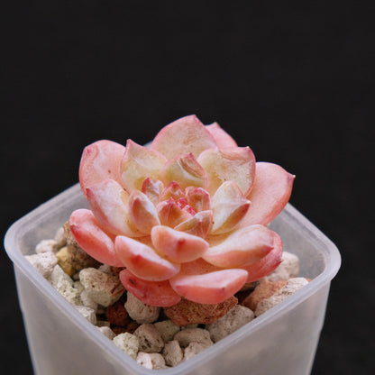 Echeveria hybrid Imported Succulent Plant 溏心杂