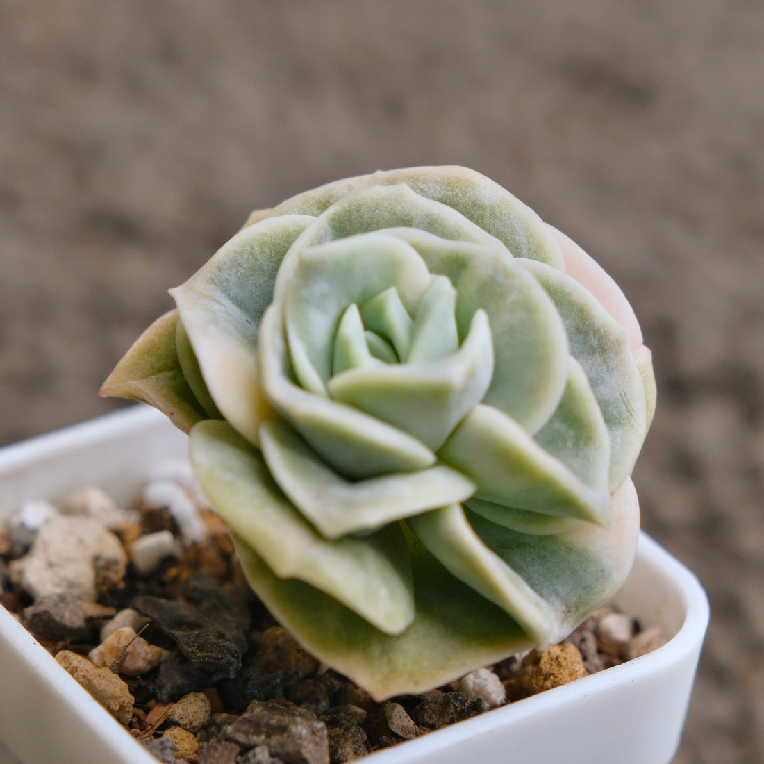 Variegated Graptoveria Lovely Rose Imported Succulent Plant