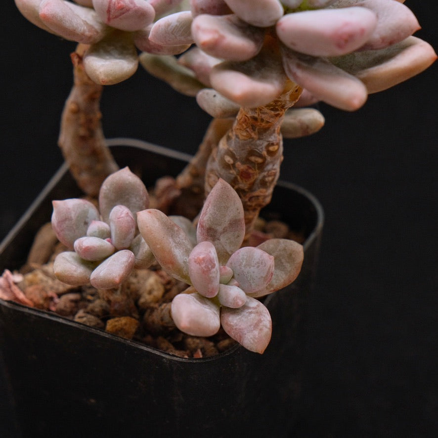 Pachyveria hybrid Korean Succulent Plant