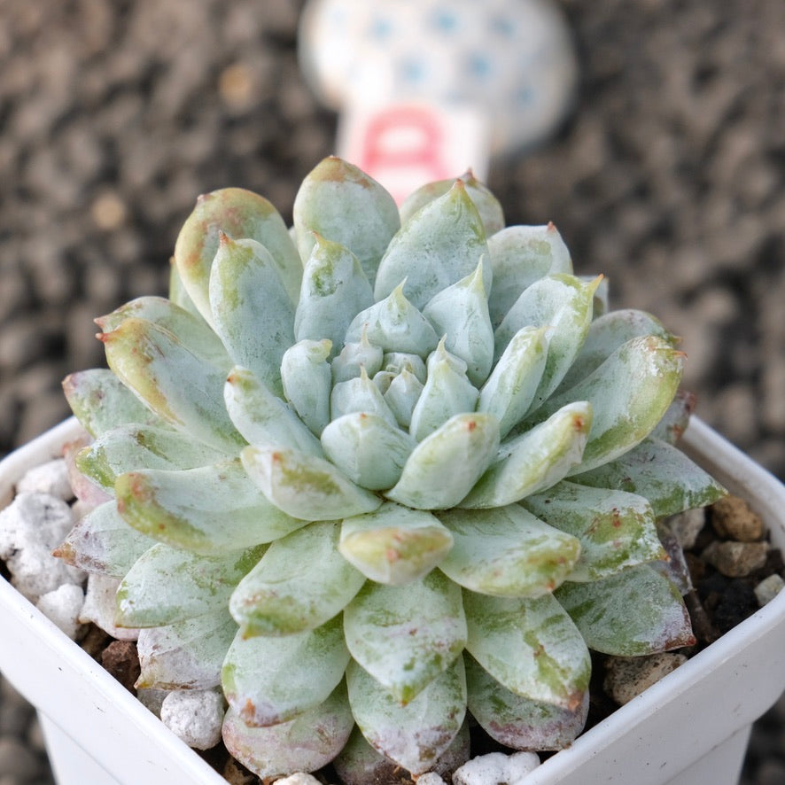 Echeveria Snow Peak Korean Succulent Plant New Changhee Hybrid