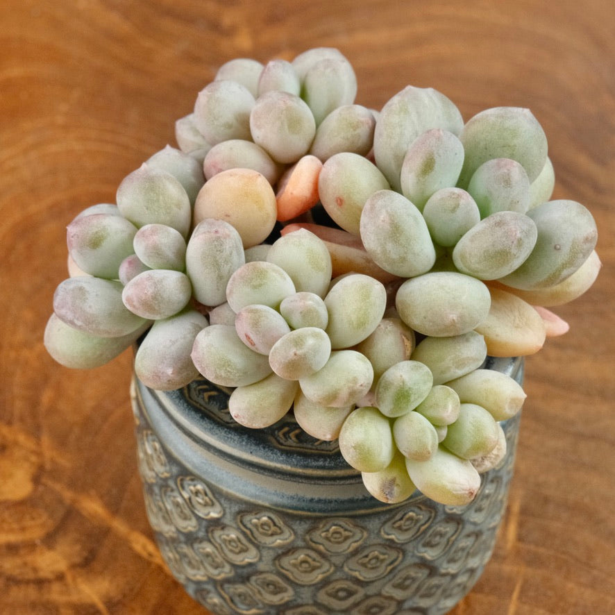 Pachyveria Honey Peach Imported Succulent Plant