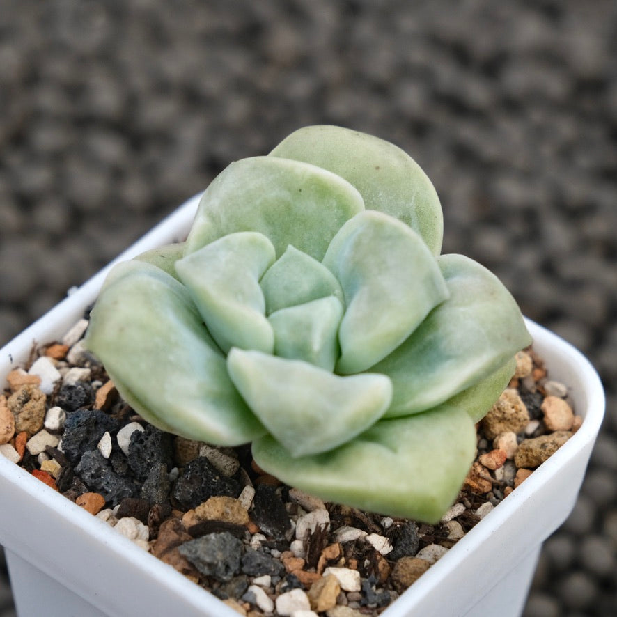 Carunculated Graptoveria Lovely Rose Imported Succulent Plant