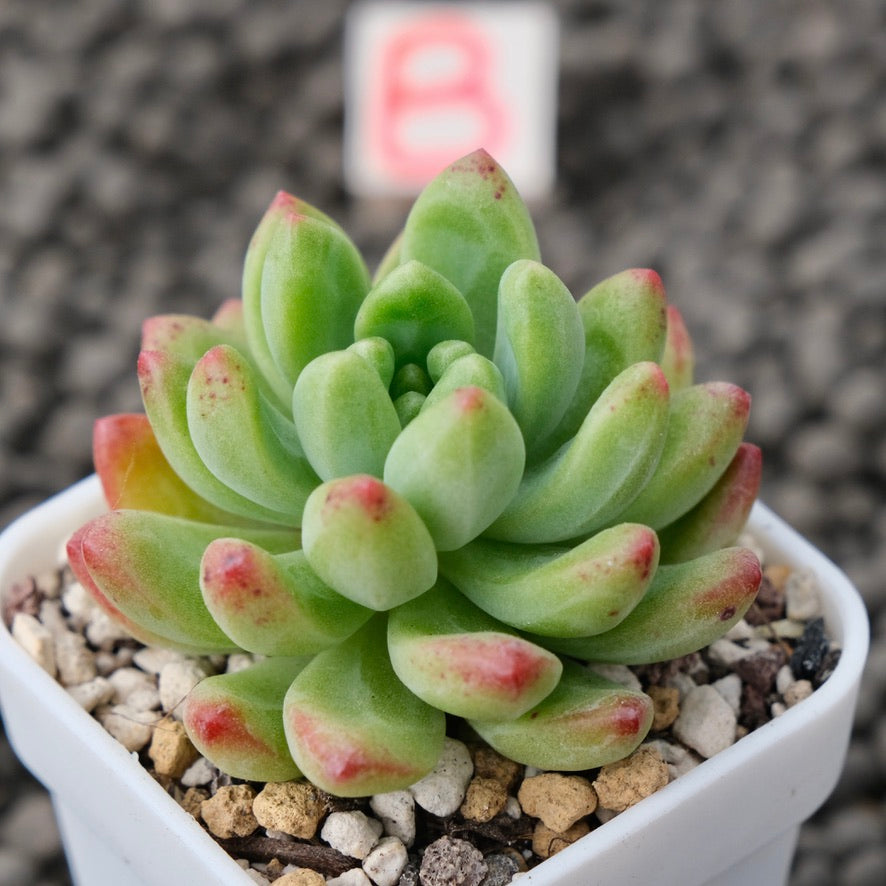 Sedeveria Attractive Korean Succulent Plant Mam and Sister Hybrid