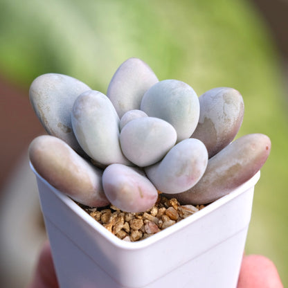 Graptoveria Queens Ball Korean Succulent Plant