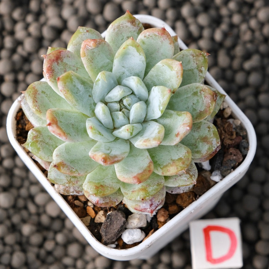 Echeveria Snow Peak Korean Succulent Plant New Changhee Hybrid