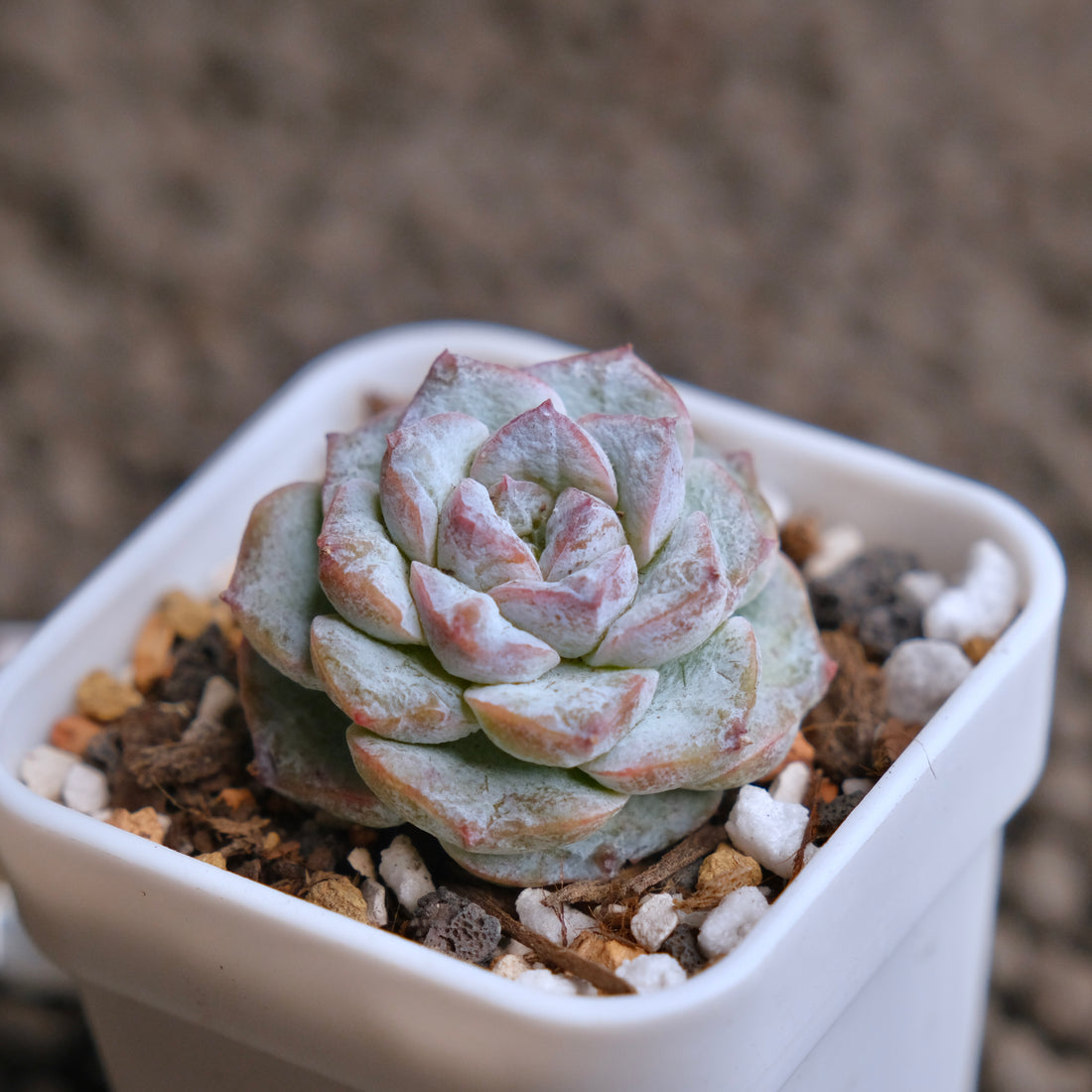 Echeveria Icy Snow (Monstrose) type B Imported Succulent Plant - A