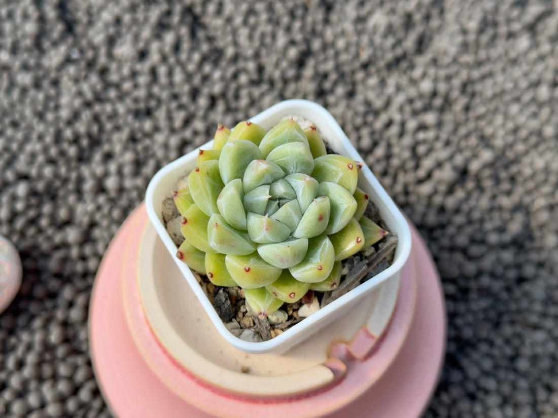 Echeveria Star Cloud Imported Succulent Plant