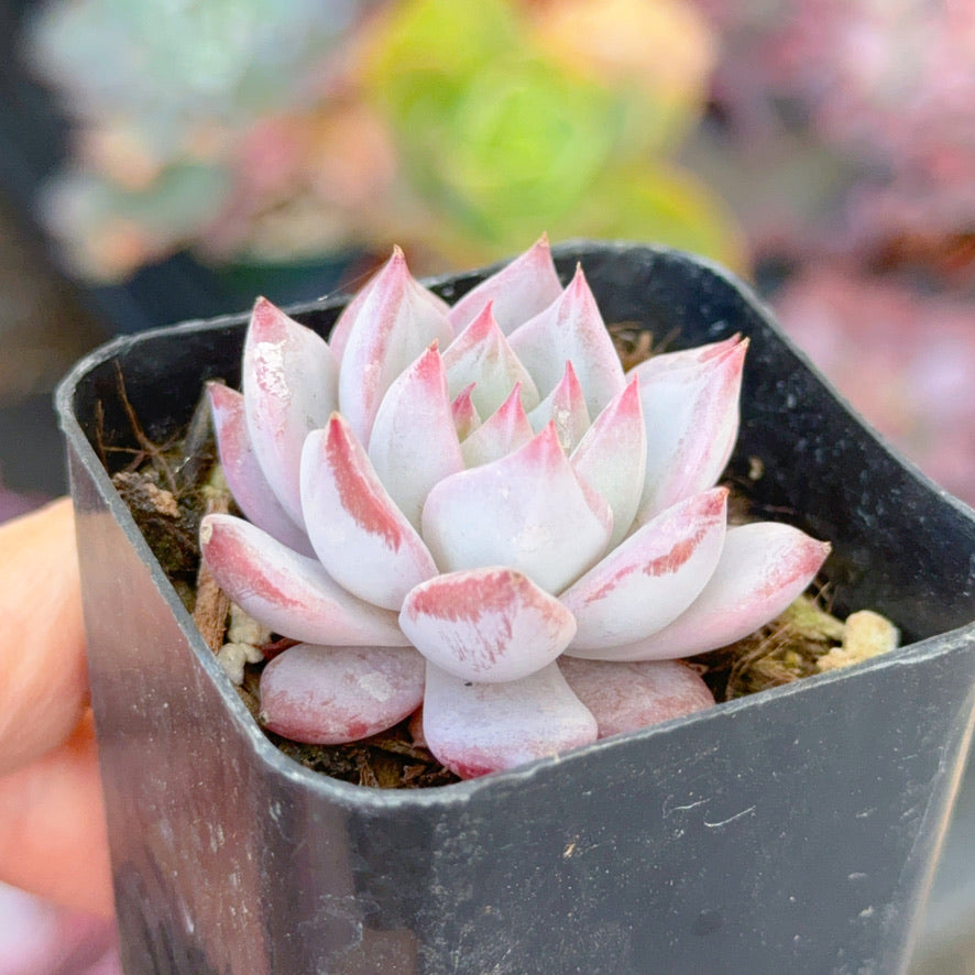 Echeveria Blue Bird Succulent Plant