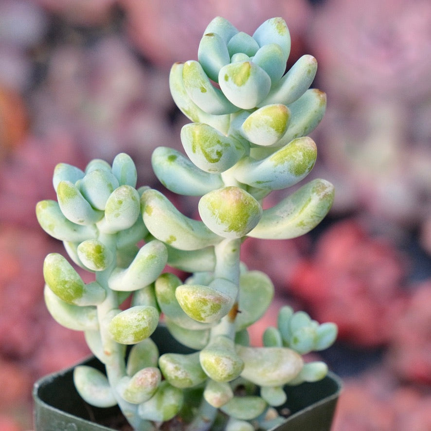 Sedum treleasei Succulent Plant