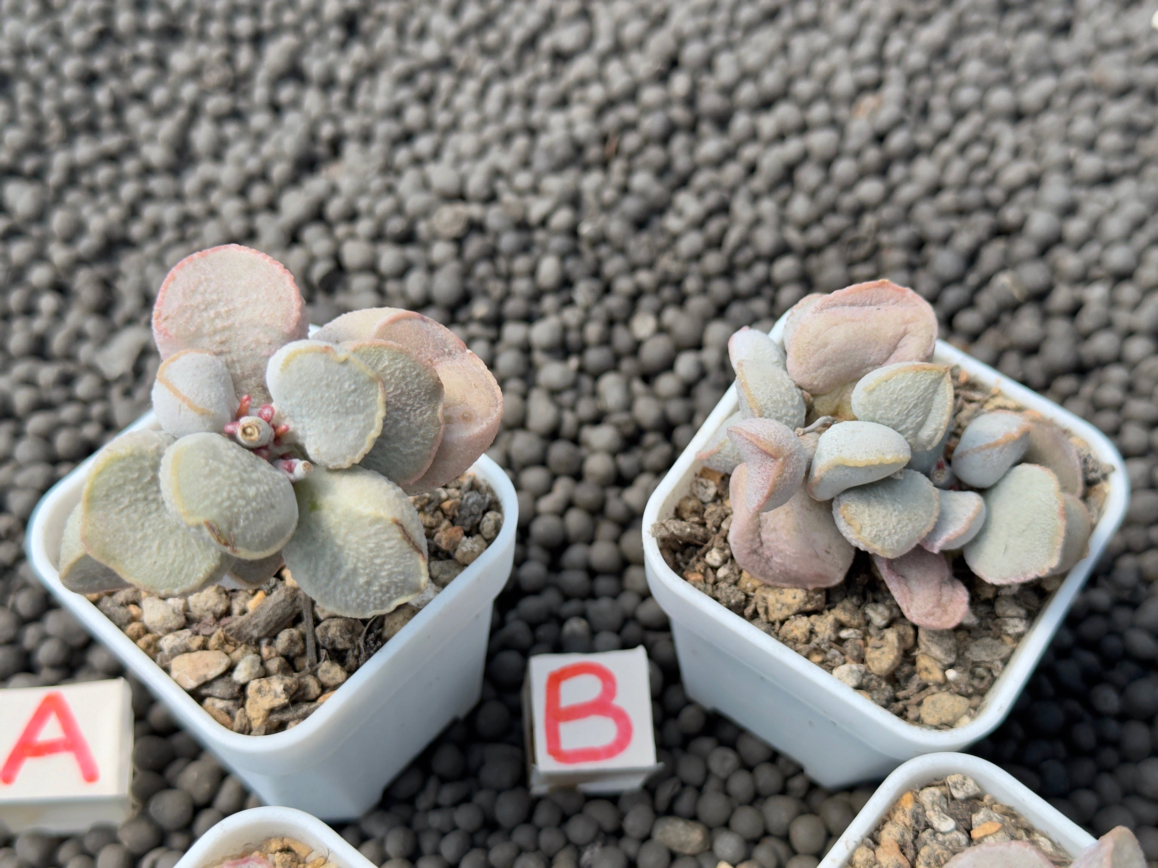 Adromischus &