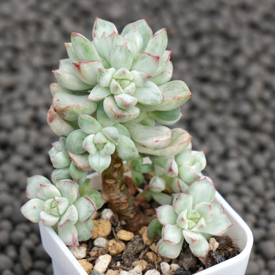 Variegated Echeveria Tango Korean Succulent Plant