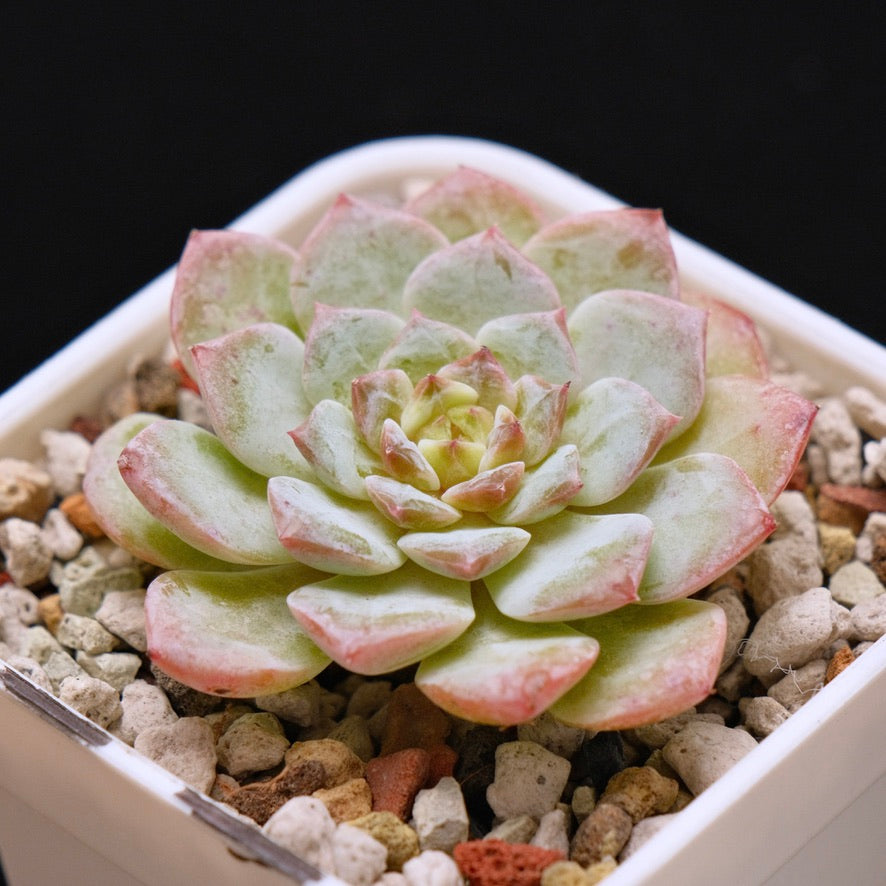 Echeveria Pink Jenny Korean Succulent Plant *New*