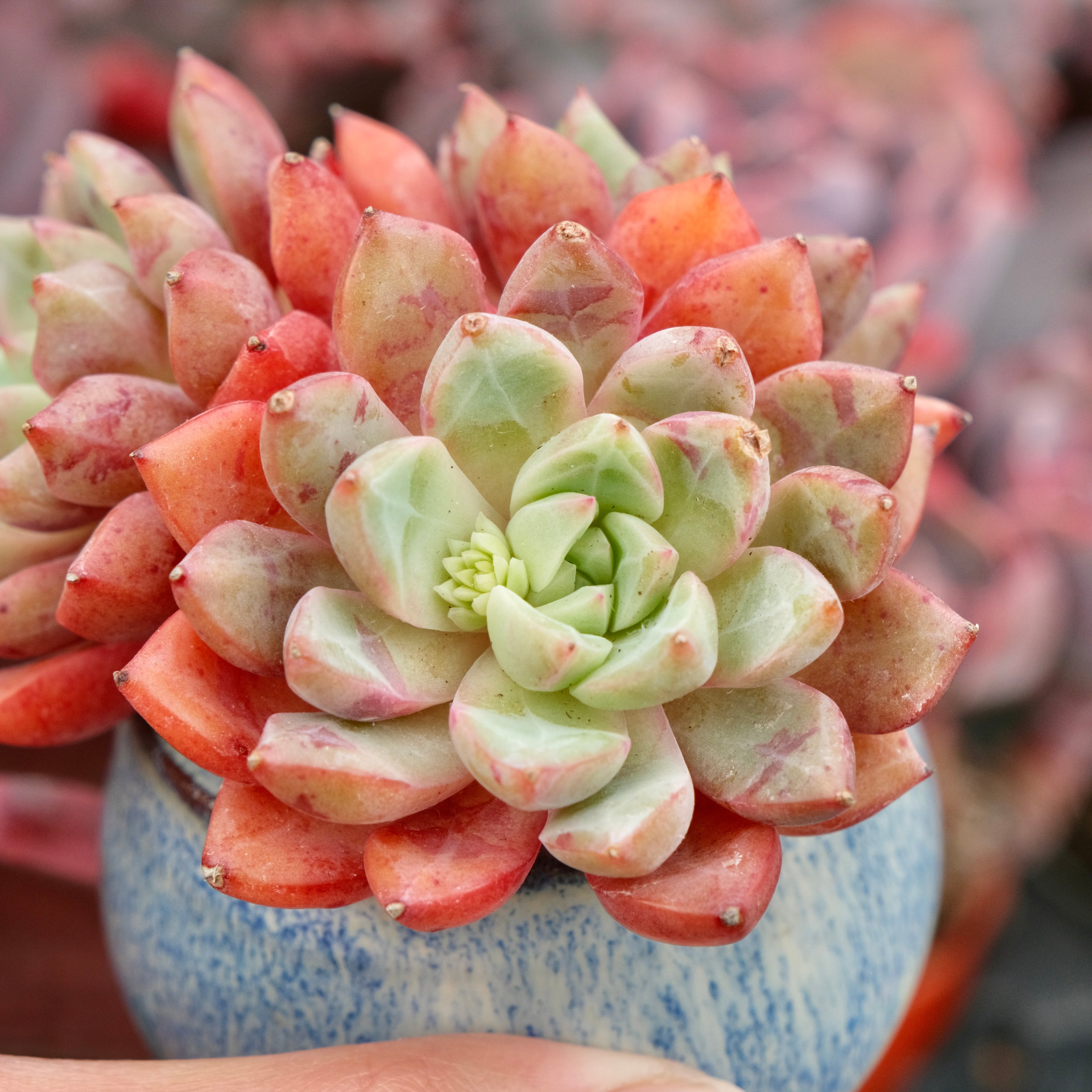 Big Echeveria Echo cluster Imported Succulent Plant