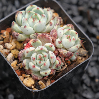 Echeveria Indigo Mini Hwaga hybrid Korean Succulent Plant