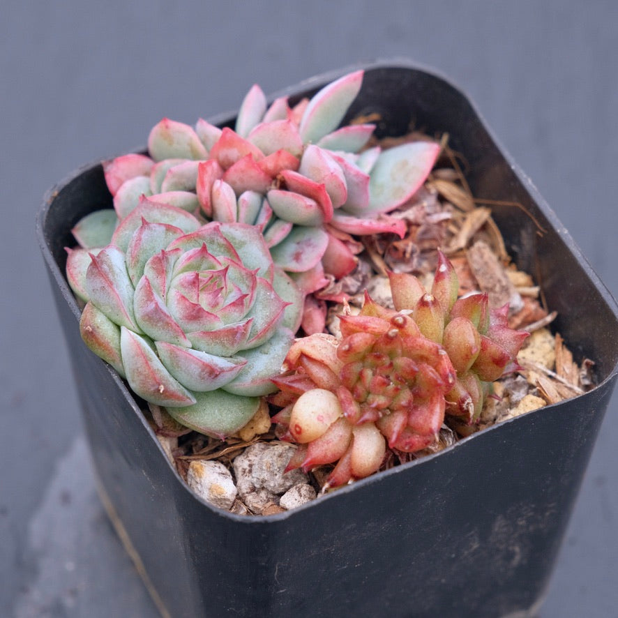 Korean Succulent Babies Korean Succulent Plant