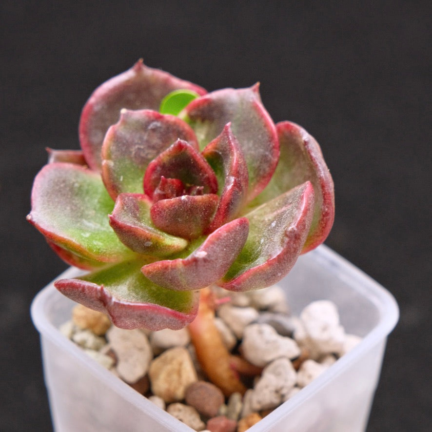 Variegated Echeveria Black Rose Korean Succulent Plant