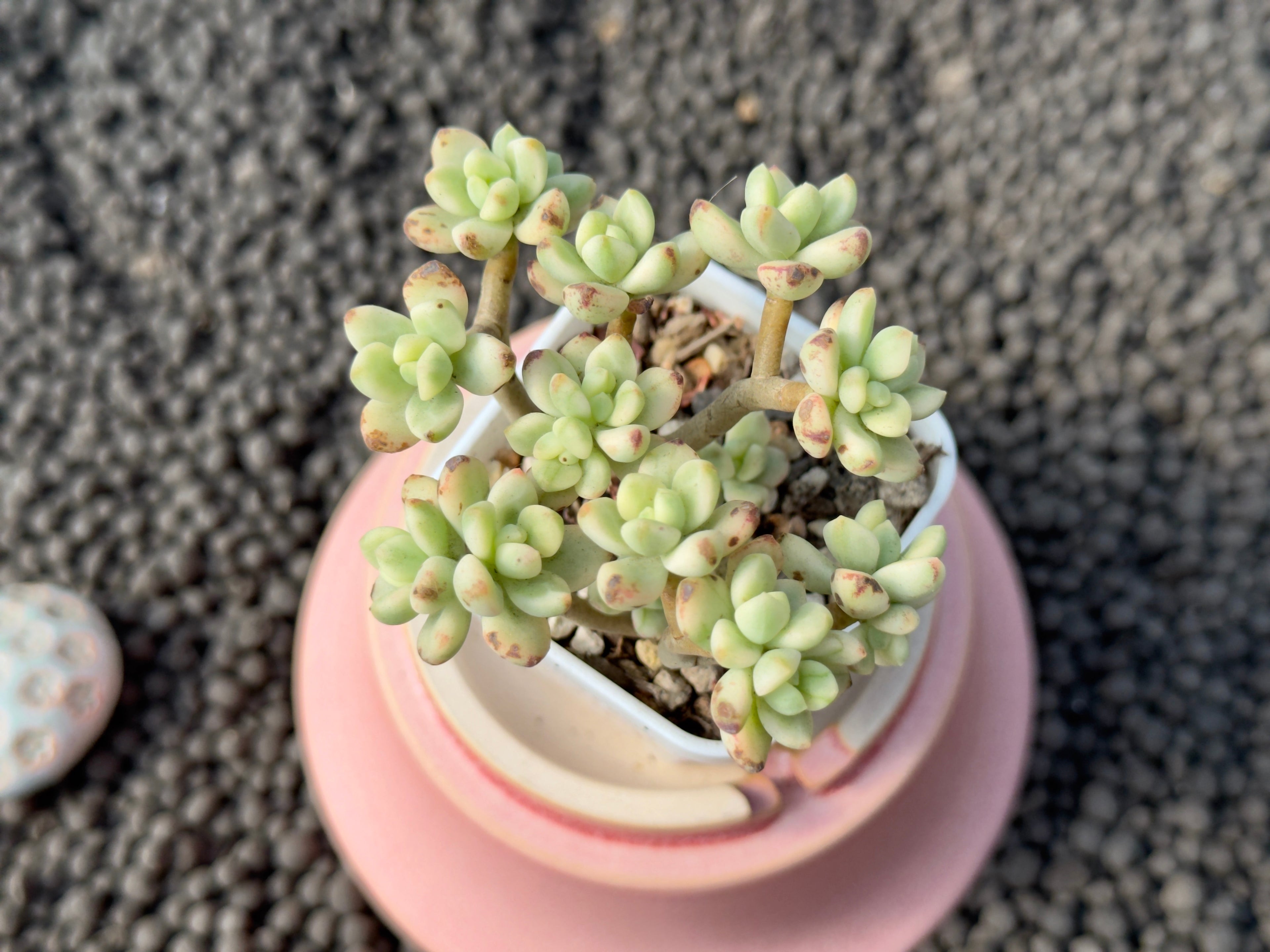 Variegated Echeveria Sedoides Imported Succulent Plant