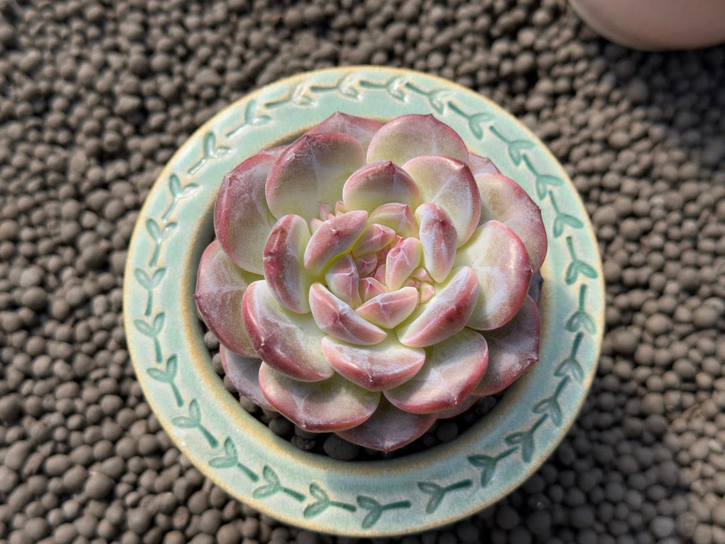 Big Echeveria Ice Soul Imported Succulent Plant