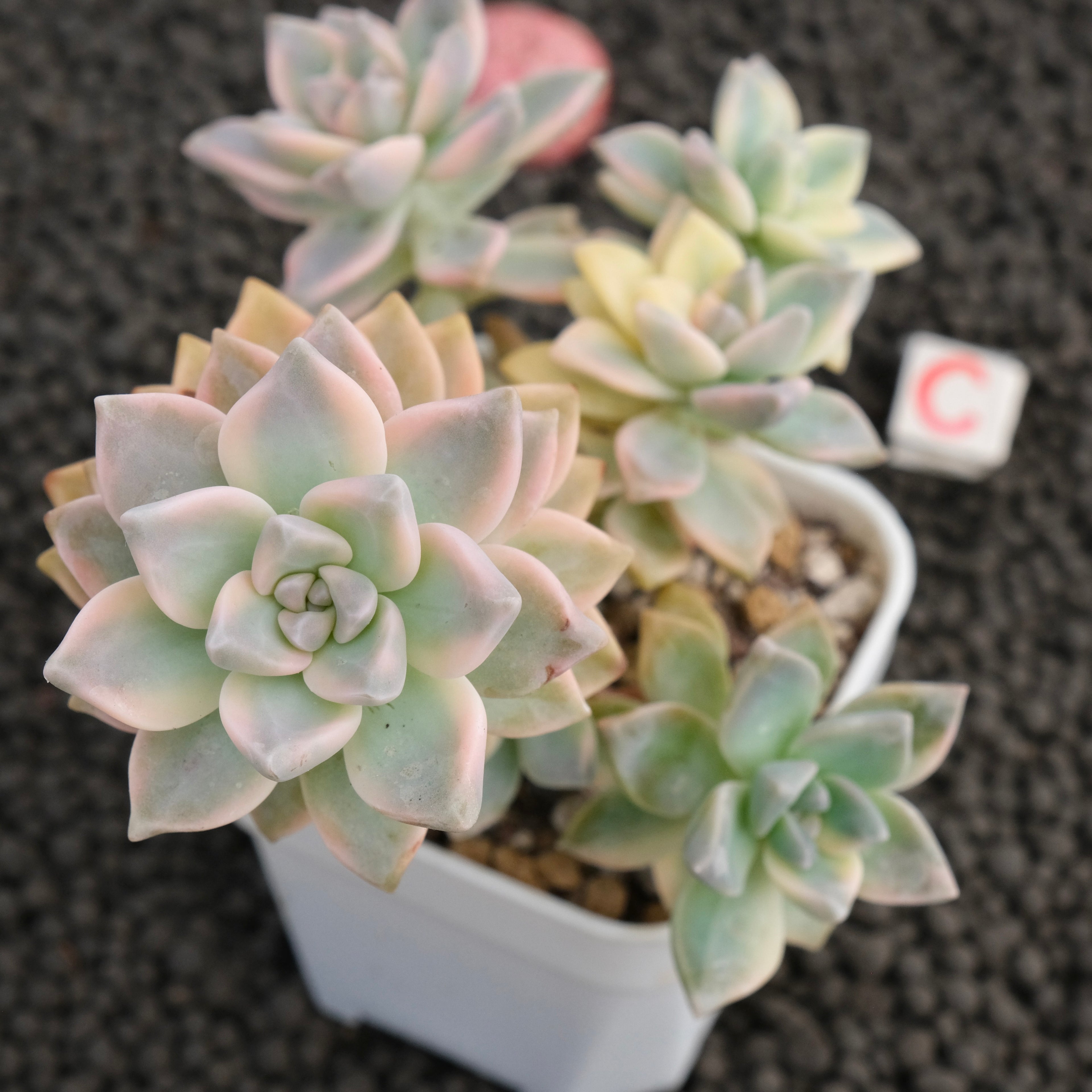 Variegated Graptosedum Ghosty Imported Succulent Plant