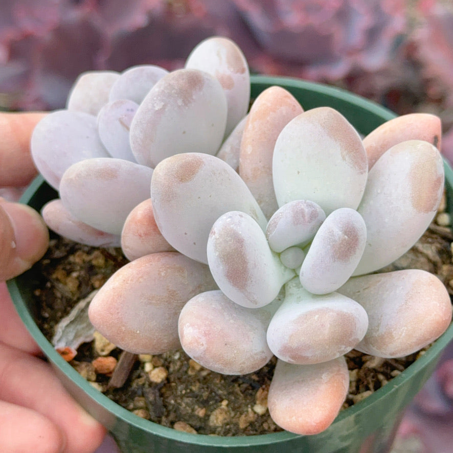 Pachyphytum oviferum Succulent Plant