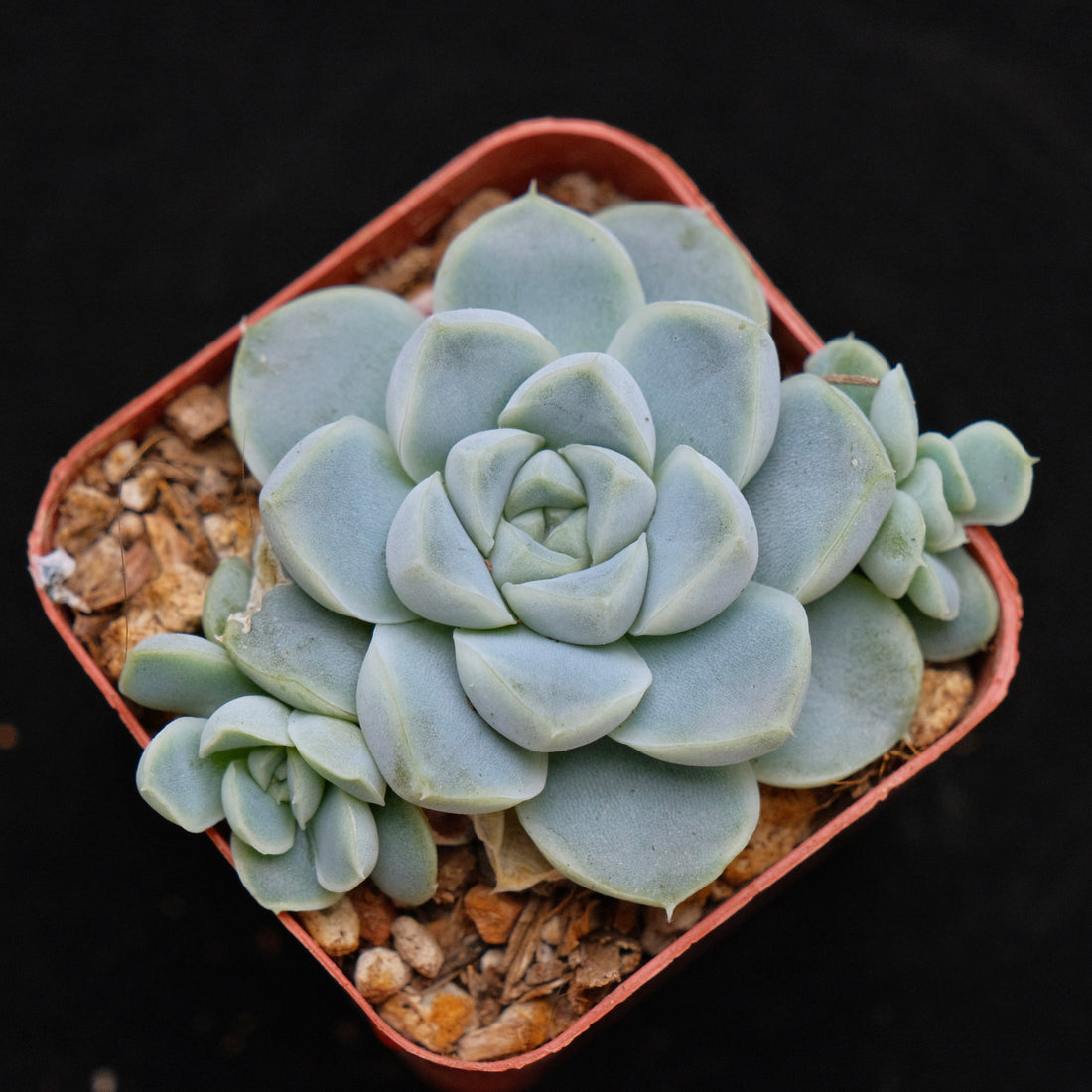 Echeveria Dodoli Korean Succulent Plant (No bumps yet)