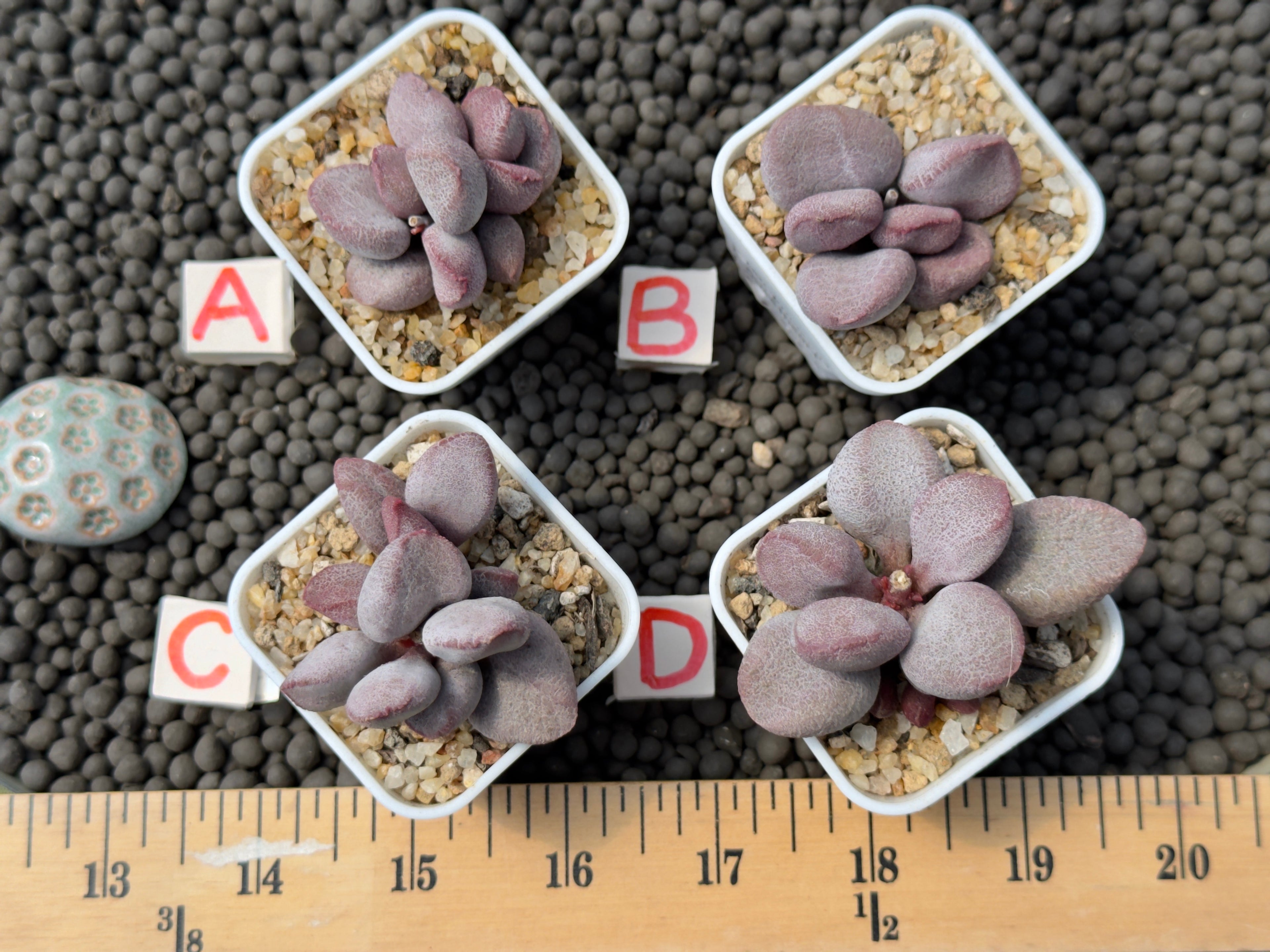 Adromischus &