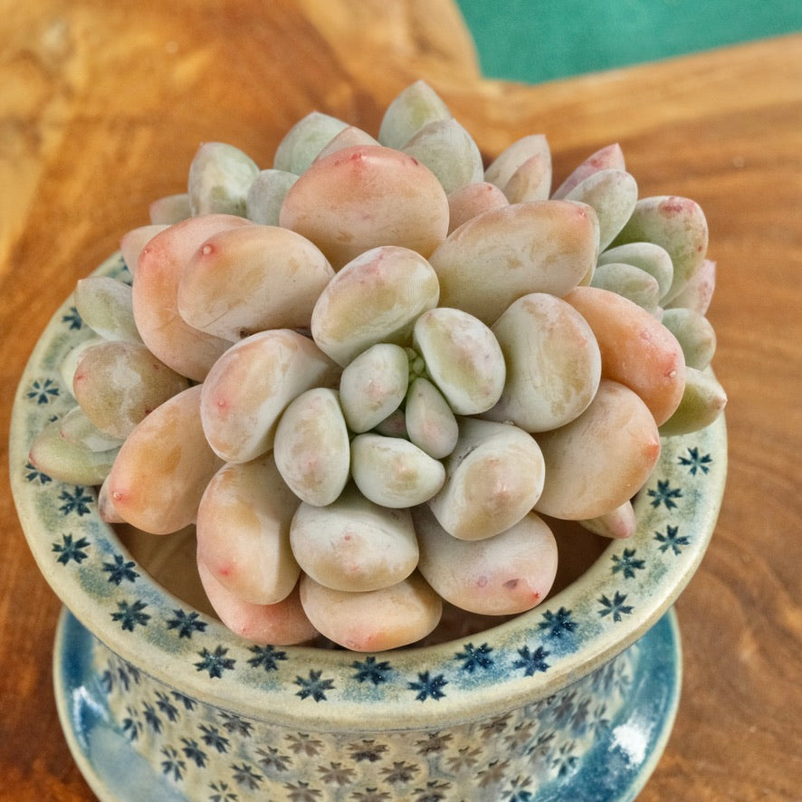 Pachyphytum Frevel cluster Imported Succulent Plant (4 heads)