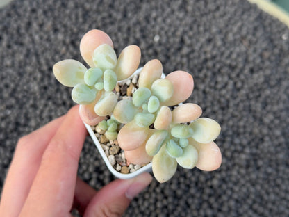 Graptosedum Jelly Finger Imported Succulent Plant