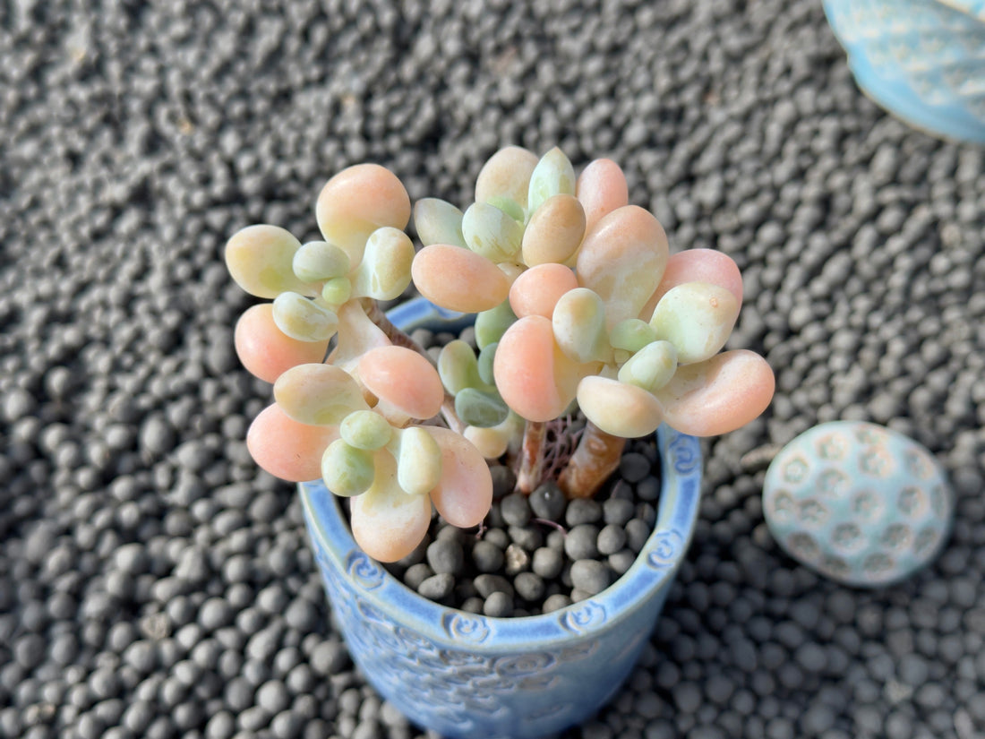 Graptosedum Jelly Finger Imported Succulent Plant