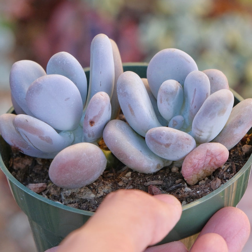 Pachyphytum oviferum Succulent Plant